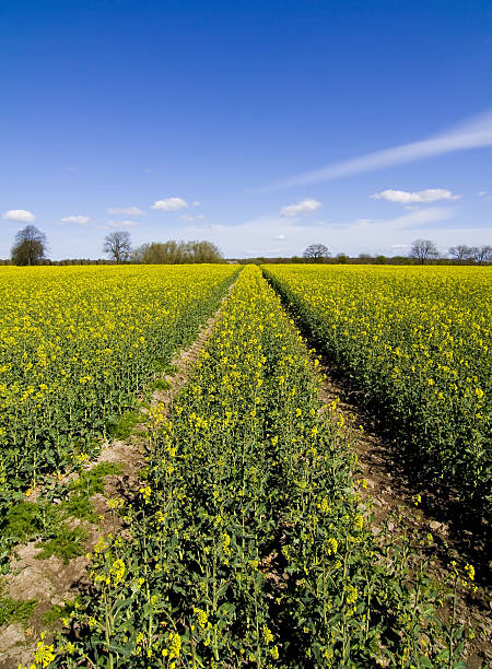 rape field. - mustard plant mustard field clear sky sky fotografías e imágenes de stock