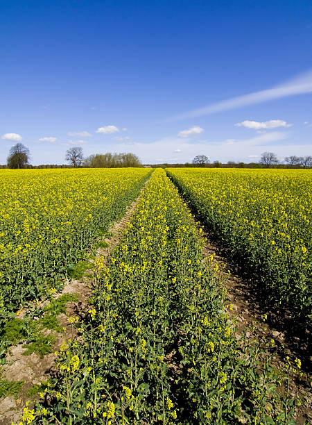 pole rzepaku. - mustard plant mustard field clear sky sky zdjęcia i obrazy z banku zdjęć
