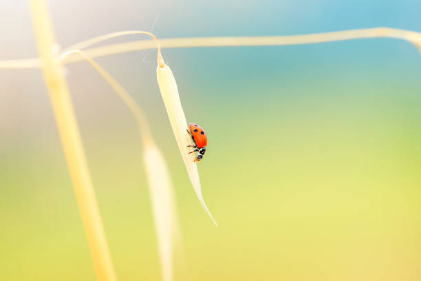 ゴールド乾燥小麦の茎の上に座っての女性カブトムシ - ladybug wheat nature insect ストックフォトと画像