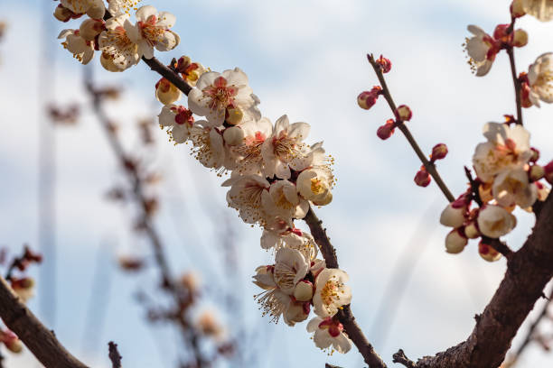 istock group of white plum blossoms 930502124