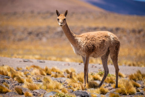 istock Wild Vicuna in the Andean Altiplano 930502302