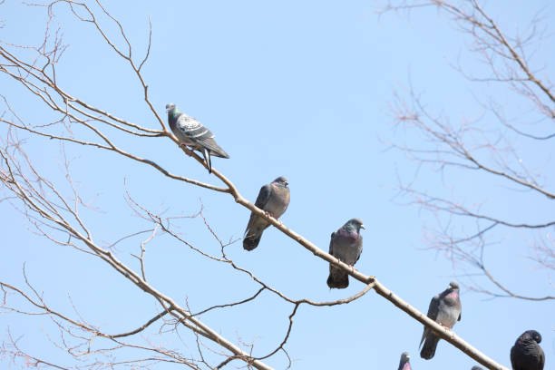 istock Pigeon in the park 930504578