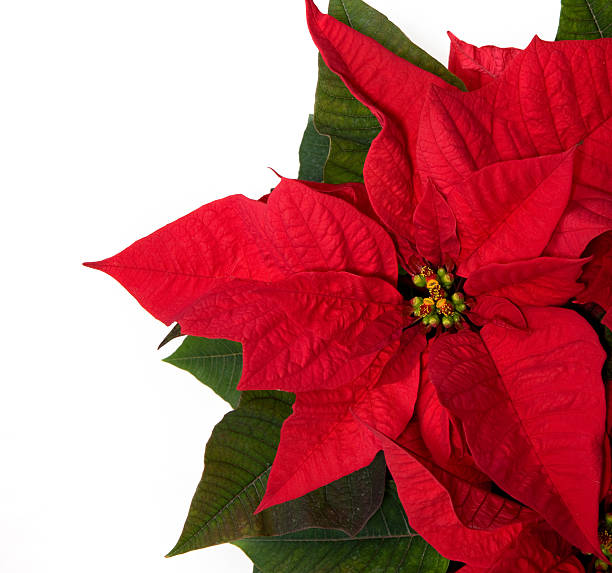 istock Christmas Poinsettia 93050824
