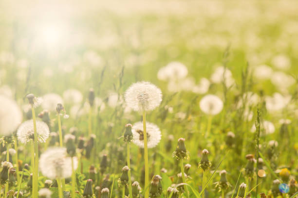 Field with white dandelions, a panoramic background of nature. Selective focus.