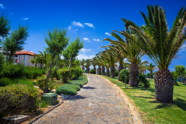 istock Palm trees on the seaside, Crete 930509548