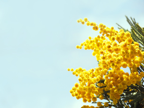 Acacia dealbata (silver wattle or mimosa) close-up on the blue sky background. Spring yellow mimosa flowers. Flower spring background, 8 March, Easter