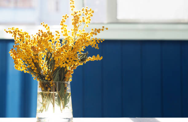 Spring yellow mimosa flowers. Acacia dealbata, silver wattle or mimosa in glass vase on table close-up, against background of the window. Flower spring background, 8 March, Easter. Sun rays, backlight Spring yellow mimosa flowers. Acacia dealbata, silver wattle or mimosa in glass vase on table close-up, against background of the window. Flower spring background, 8 March, Easter. Sun rays, backlight acacia tree photos stock pictures, royalty-free photos & images