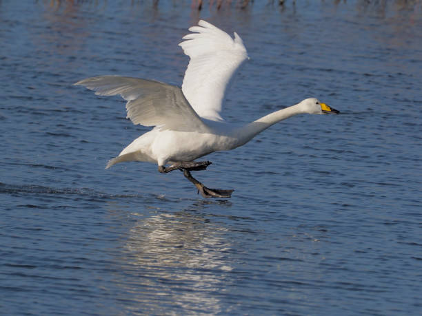 istock Whooper swan, Cygnus cygnus 930511924