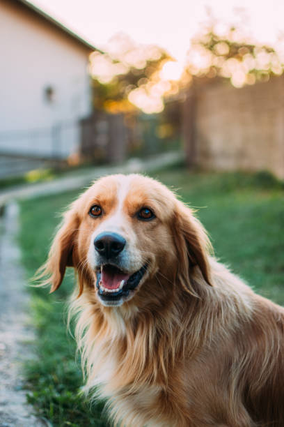 istock The dog looks at the camera 930512080