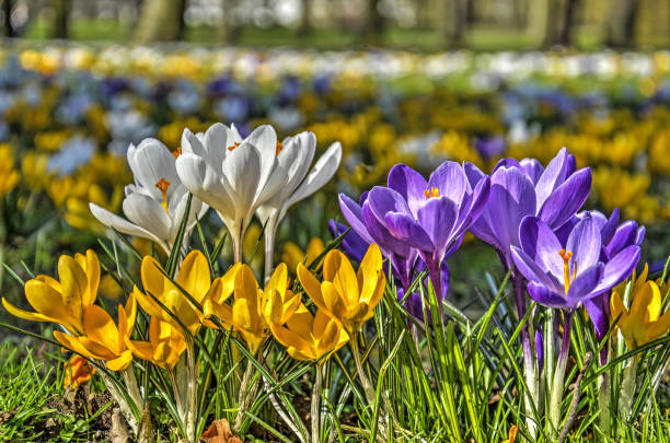istock White, yellow and purple crocuses on a sunny day 930512088