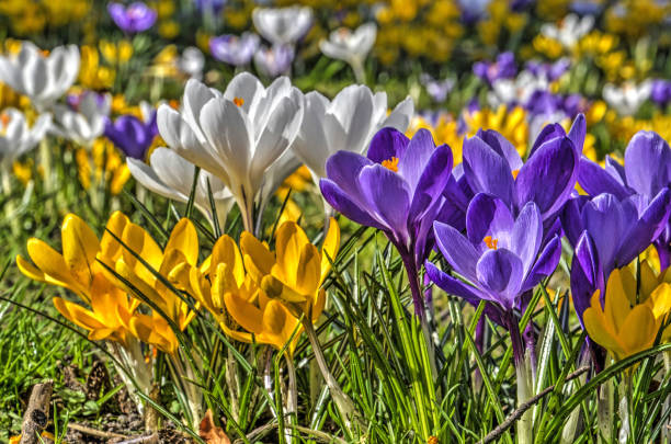 istock Yellow, white and purple crocusses close-up 930512094