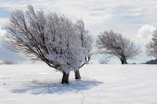 Danish nature in wintertime - dressed in frost and snow