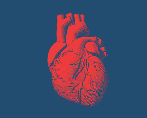 14,100+ Heart Shape Human Heart Vector Stock Illustrations