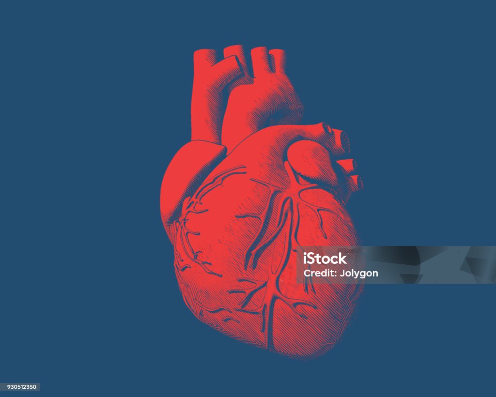 Red human heart drawing on blue BG Engraving drawing human heart in red color on blue background Heart - Internal Organ stock vector