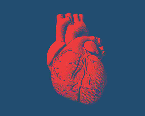 Red human heart drawing on blue BG Engraving drawing human heart in red color on blue background human internal organ illustrations stock illustrations