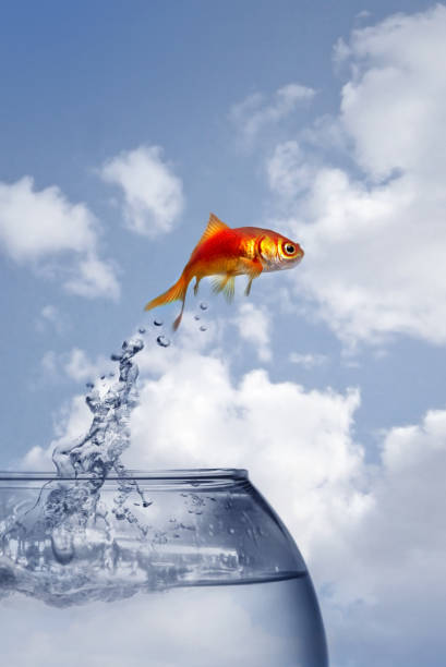 goldfish jumping out of the water goldfish jumping out of the water ans some clouds fish in a bowl stock pictures, royalty-free photos & images