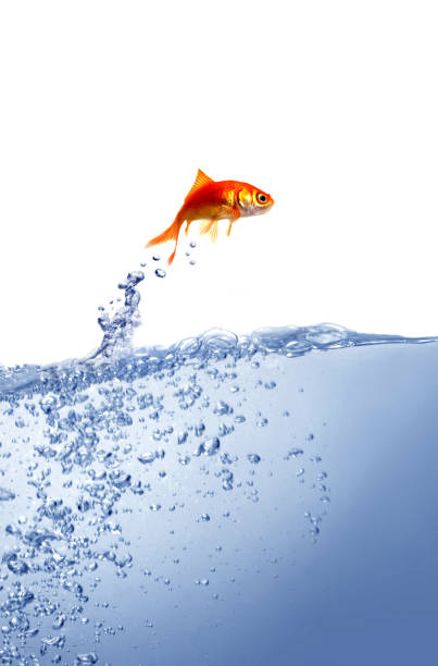 istock Goldfish and clean water 930512524
