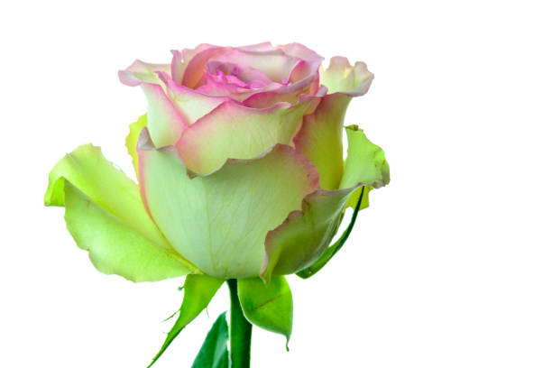 istock Beautiful multicolored ping and yellow rose flower 930512564