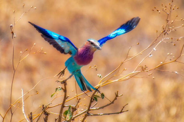 Lilac Breasted Roller