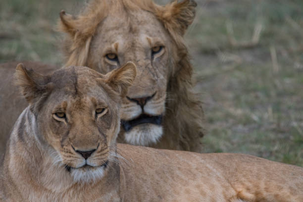 istock Tanzania Safari 930515064
