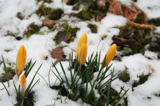 istock Snow on crocus in the garden 930518670