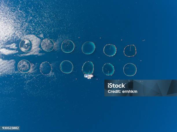 Open Sea Fish Farm Stock Photo - Download Image Now - Sustainable Resources, Fishing Industry, Fish Farm