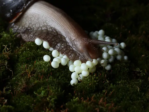 Photo of a giant snail laying eggs on a green moss