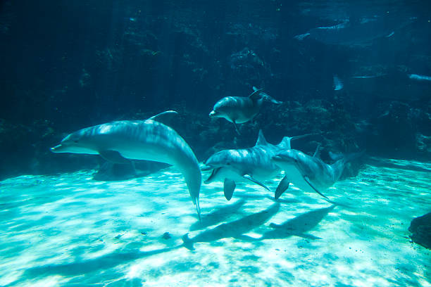 grupo de golfinhos nadando debaixo de água - dolphin aquarium bottle nosed dolphin smiling imagens e fotografias de stock