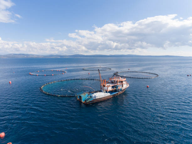 Open Sea Fish Farm Drone photo of a open sea fish farm in the Mediterranean Sea. commercial tuna fishing stock pictures, royalty-free photos & images