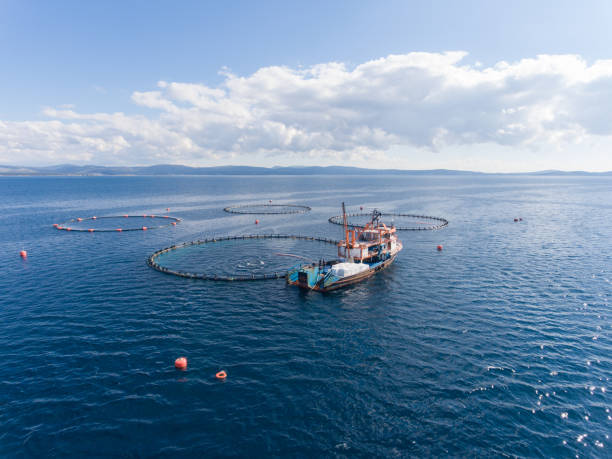 istock Open Sea Fish Farm 930527354