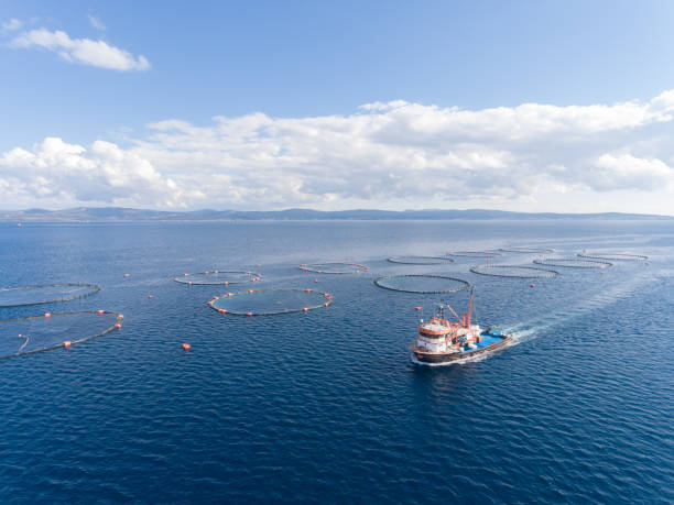 istock Open Sea Fish Farm 930527380