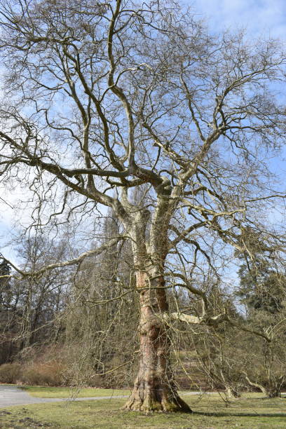 istock Closeup of a beautiful tree on a spring day in Kassel Germany 930528120