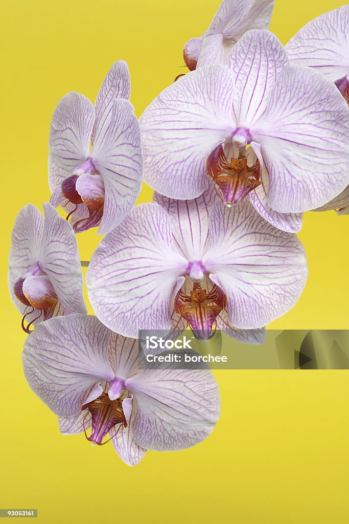 Rosa Orchid sobre amarillo - Foto de stock de Amarillo - Color libre de derechos