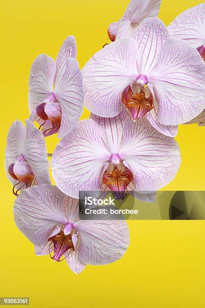 Rosa Orchid Sobre Amarillo Foto de stock y más banco de imágenes de Amarillo - Color - Amarillo - Color, Belleza, Belleza de la naturaleza