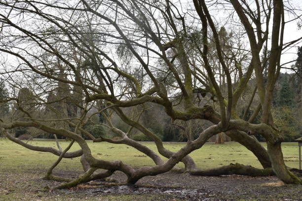 istock Closeup of a beautiful lying tree in Kassel, Germany 930536250