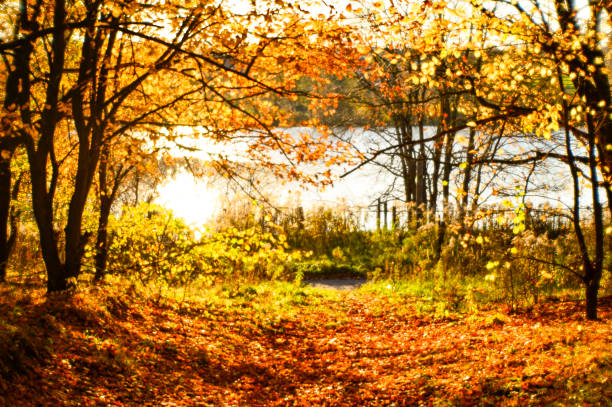 istock Blurred autumn landscape backlit with trees, fallen yellow leaves and the soft light. Photography soft lens 930545390
