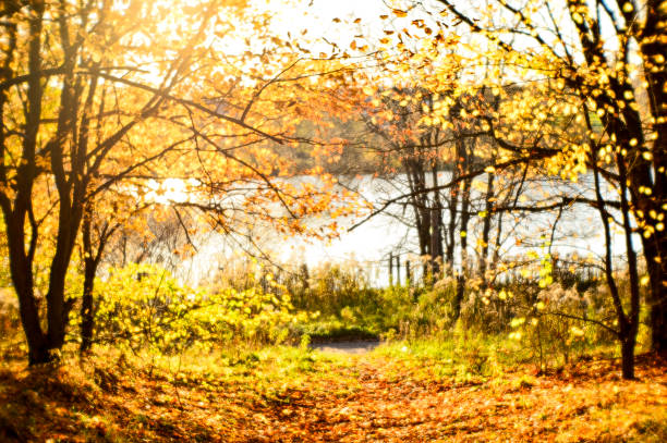 istock Blurred autumn landscape backlit with trees, fallen yellow leaves and the soft light. Shallow depth of field photos were taken on soft lens. 930545400