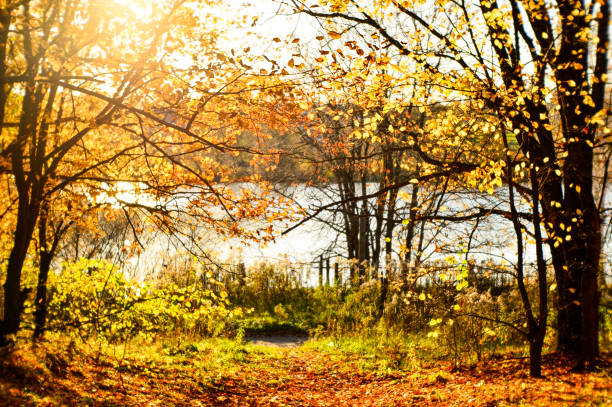 istock Blurred autumn landscape backlit with trees, fallen yellow leaves and the soft light. Photography soft lens 930545418