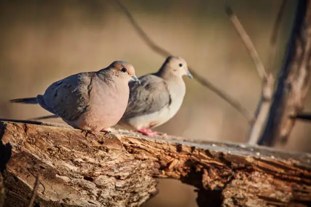 Photo of Mourning dove (Zenaida macroura) Eating on a log