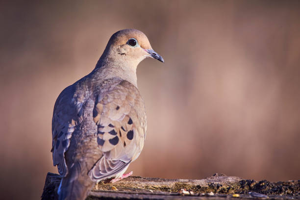 Mourning dove (Zenaida macroura) Eating on a log morning dove (Zenaida macroura) on a log zenaida dove stock pictures, royalty-free photos & images