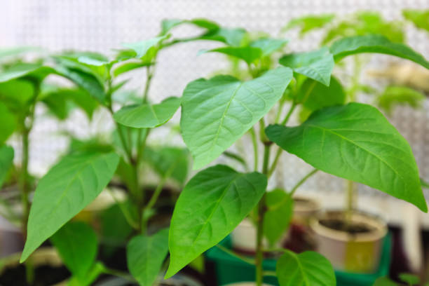 Sprouts Young Pepper Close-up indoors Pot Potato