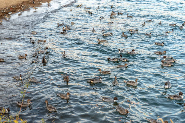 istock Duck of the lakefront 930549246