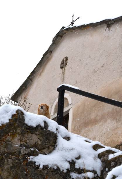 istock a dog in front of a small church 930549612