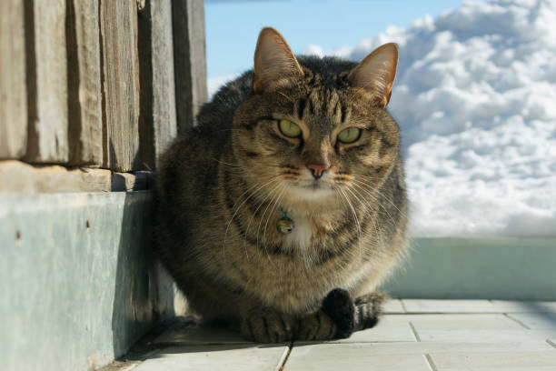 istock cat in the winter on the street 930549634
