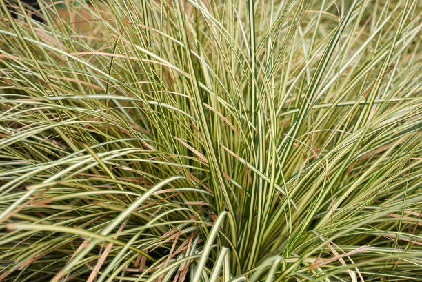 Carex plant Carex oshimensis Evergold carex pluriflora stock pictures, royalty-free photos & images