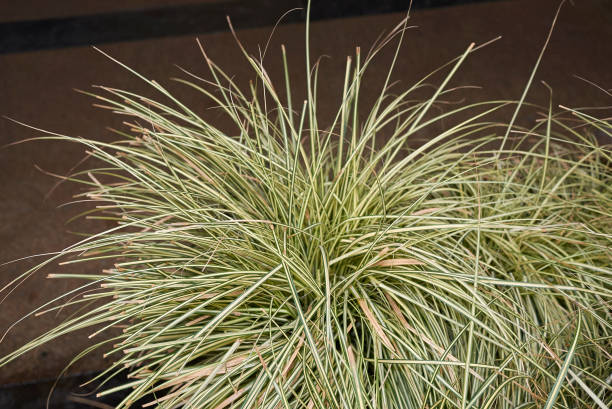 Carex plant Carex oshimensis Evergold carex pluriflora stock pictures, royalty-free photos & images