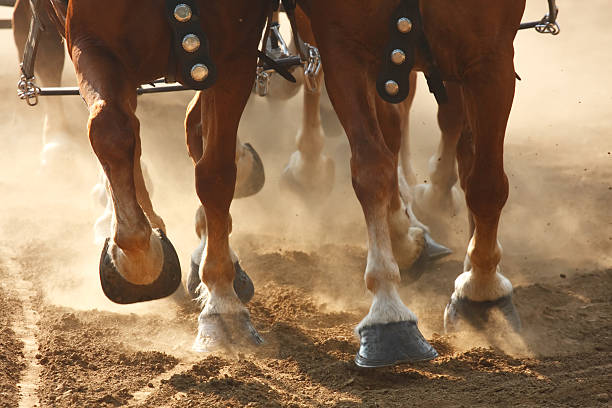 istock Horse Hooves 93055299