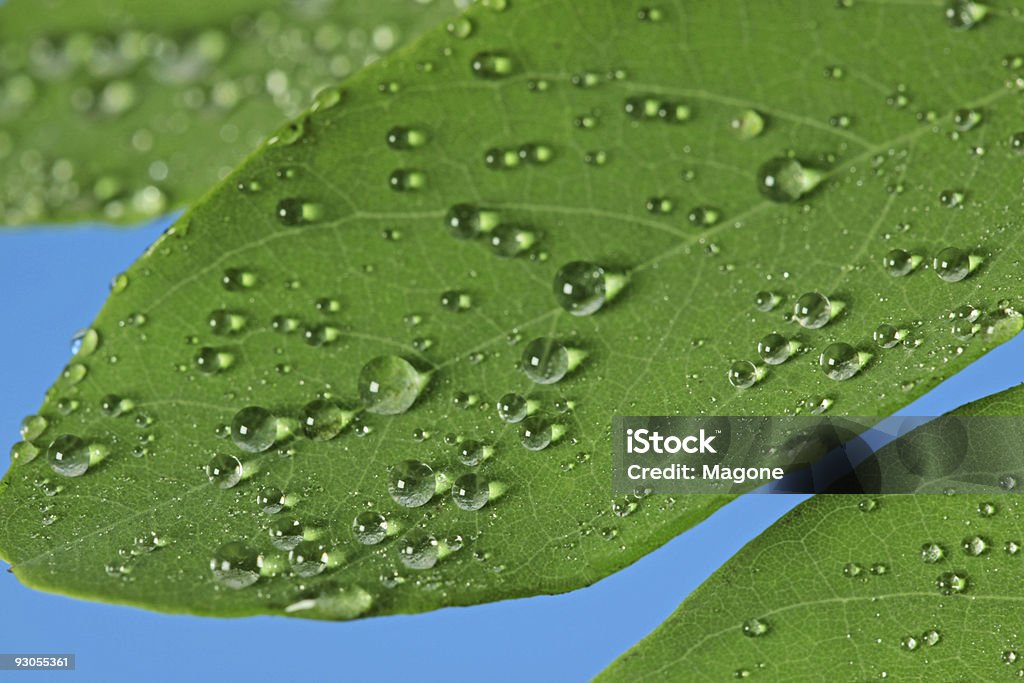 raindrops 녹색 잎 - 로열티 프리 0명 스톡 사진