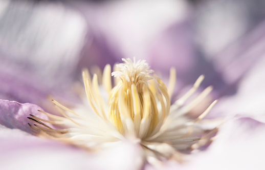 Close up capture of the centre of a blooming soft pink clematis  vine with the focus on the centre stamen.