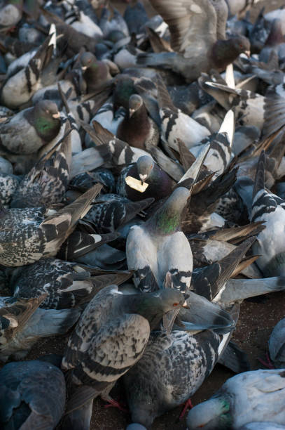 istock Many pigeons eating a crust of bread. 930555232